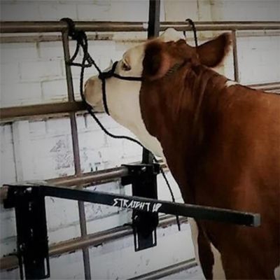 Image showing  Straight Up Stall Bars, 44 in., 2-Pack