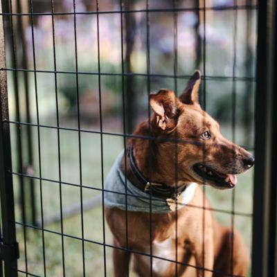 Image showing 8 th Lucky Dog 6 x 4 x 8ft. STAY Series Villa Dog Kennel, Gray Cover