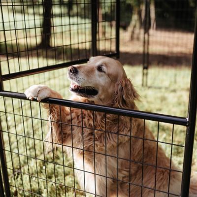 Image showing  STAY Series Presidential Kennel, 10 x 10 x 6ft., Khaki