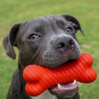 Image showing  All-Natural Beef-Scented Dual Layer Dog Chew Bone