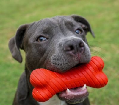 Image showing  All-Natural Beef-Scented Dual Layer Dog Chew Bone