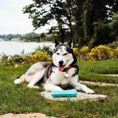 Image showing  Peanut Butter Squeaky Chew Stick, Large