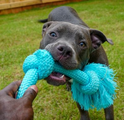 Image showing  All Natural Peanut Butter Scented Dri-Tech Rope Dog Toy