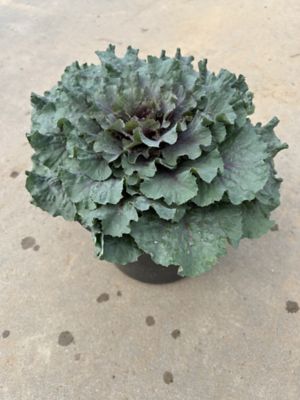 Parks Cabbage, 96096003155