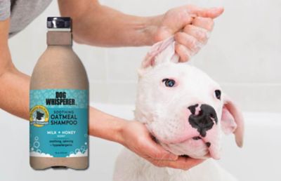 Image showing 1 th Dog Whisperer Soothing Oatmeal Dog Shampoo, Milk and Honey, 16 fl. oz.