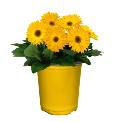 1 gal. Gerbera Daisy Annual Plant