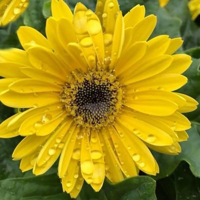 Image showing 1 gal. Gerbera Daisy Annual Plant