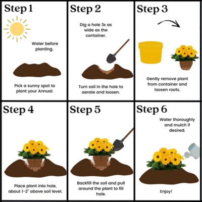 Image showing 1 gal. Gerbera Daisy Annual Plant