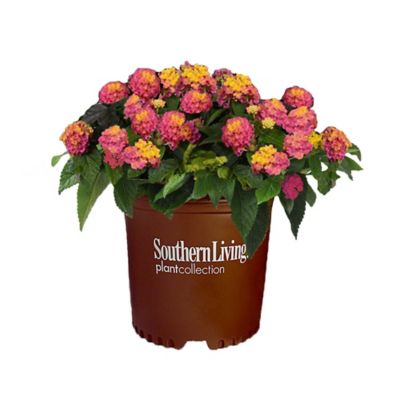 Southern Living 1 gal. SL Annual Plants