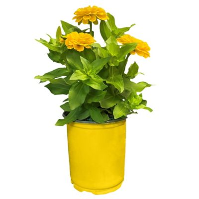 1 gal. Zinnia Annual Plant