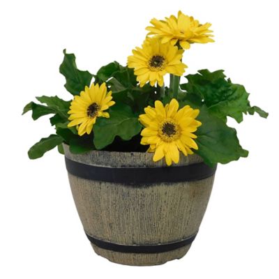 15 in. Whiskey Barrel Annual Plant