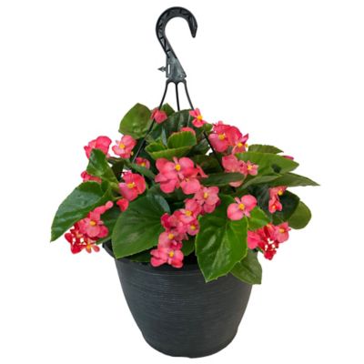 11 in. Annual Plant Hanging Basket