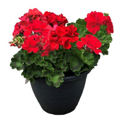11 in. Annual Planter
