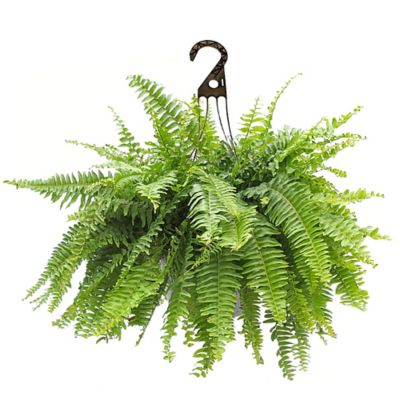 10 in. Fern Hanging Basket