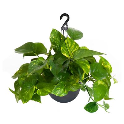10 in. Potted Foliage Plant Basket