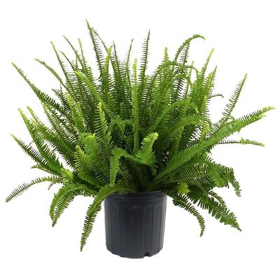 10 in. Potted Fern Plant
