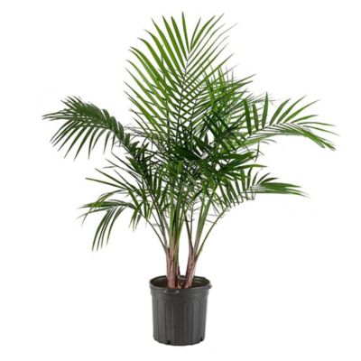 10 in. Palm Plant