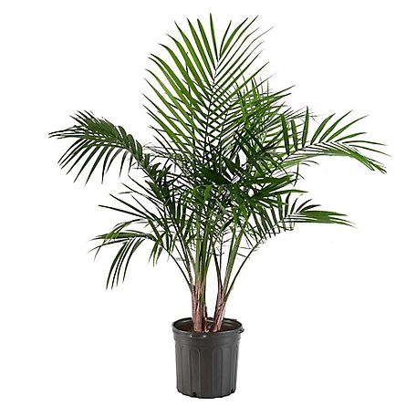 10 in. Palm Plant