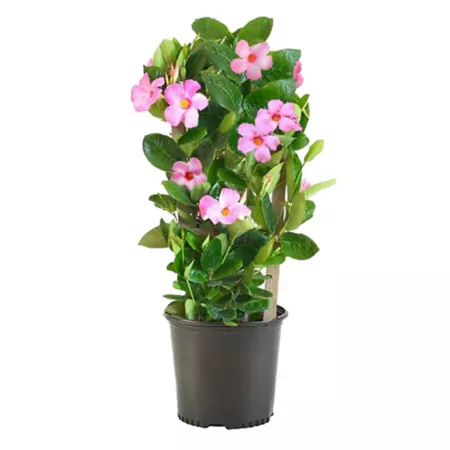 Mandevilla Trellis Plant in Pot 10-in Bushes