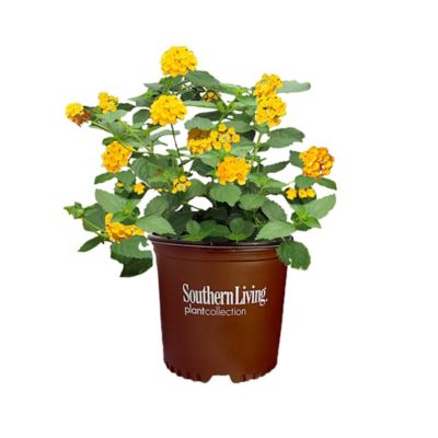 Southern Living 1 gal. Potted Perennial Plant