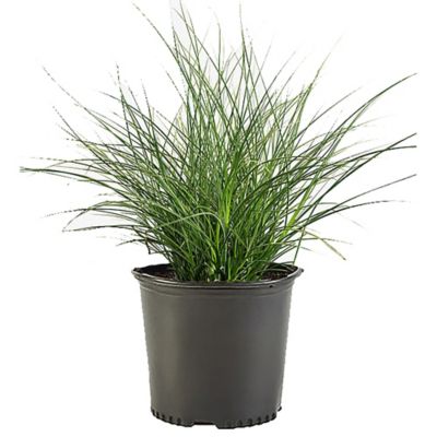 2.25 gal. Potted Ornamental Grass