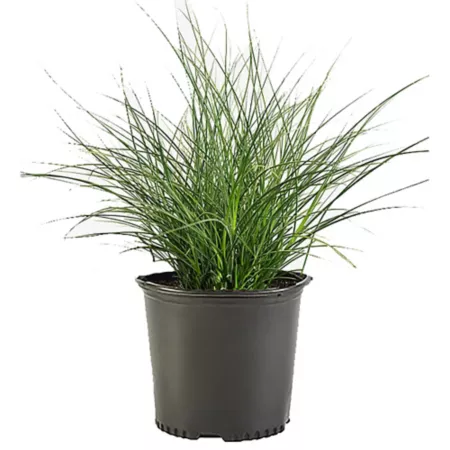 2.25 gallons Ornamental grass in pot Perennials