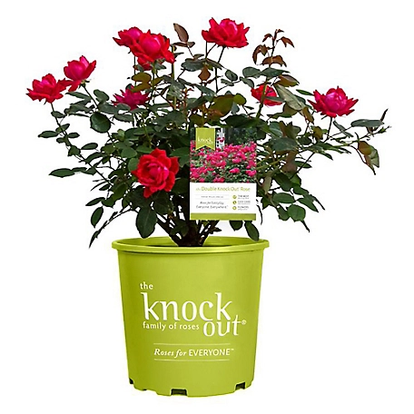 Knockout 2 gal. Rose Plant
