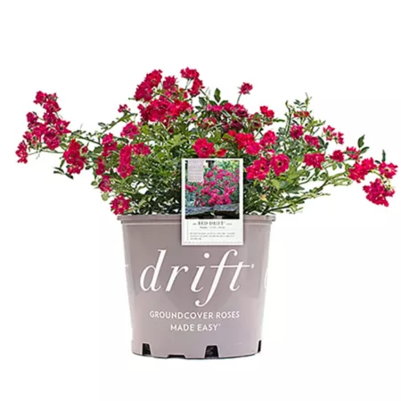 Drift 2 gal Potted rose plant Bushes