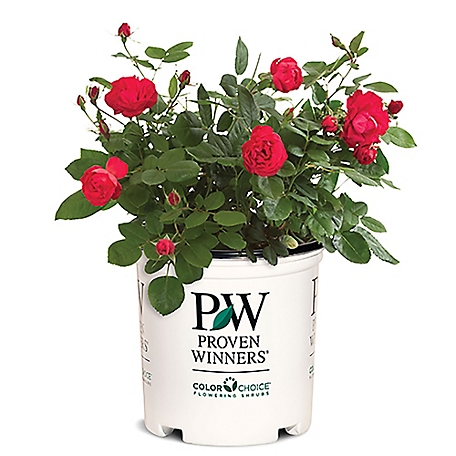 Proven Winners 2 gal. Rose Plant