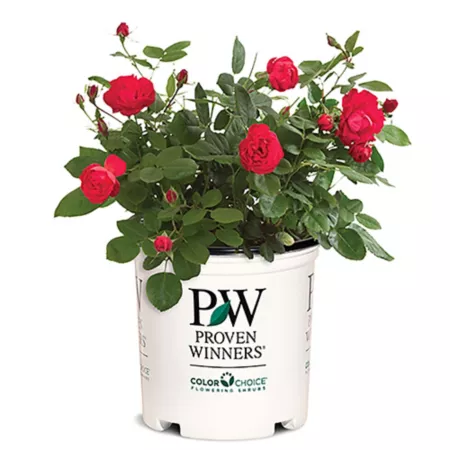 Proven Winners 2 gal Potted rose plant Bushes