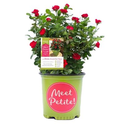 Knockout 6 qt. Petite Rose Plant