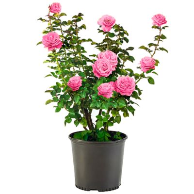 2.25 gal. Rose Non Patent Plant