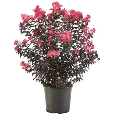 2.25 gal. Crape Myrtle Plant