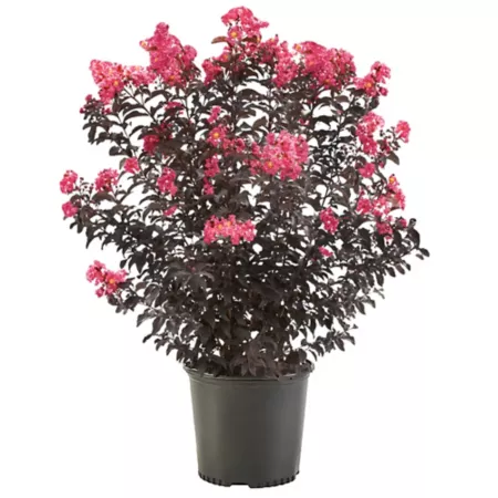 2.25 gallons Crepe Myrtle Plant Trees