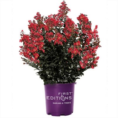 First Editions 3 gal. Crape Myrtle Plant