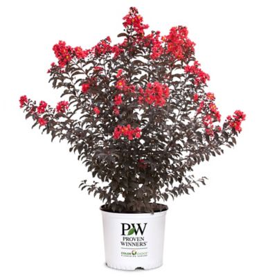 Proven Winners 2 gal. Crape Myrtle Plant