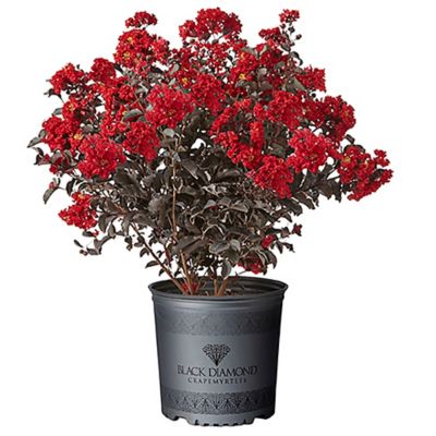Black Diamond 3 gal. Black Crape Myrtle Tree