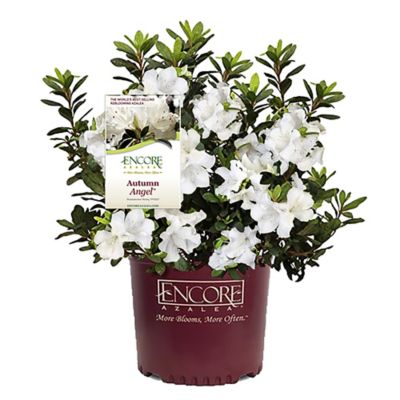 Encore Azalea 2 gal. Potted Plants