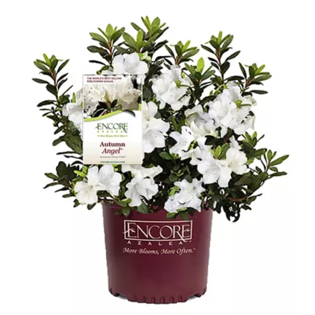 Encore Azalea 2 gal Potted plants Bushes