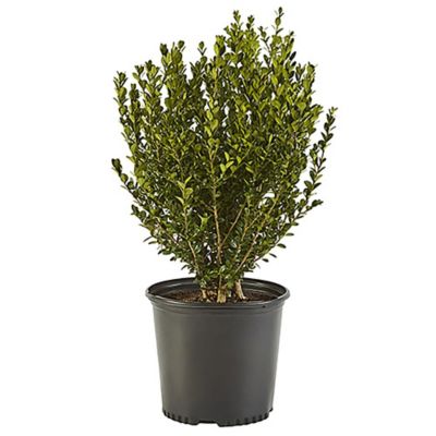 2.25 gal. Boxwood Plant