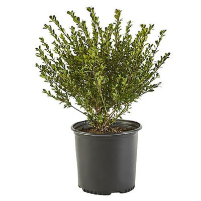 Unbranded 2.25 gal. Potted Green Holly Compacta Bush