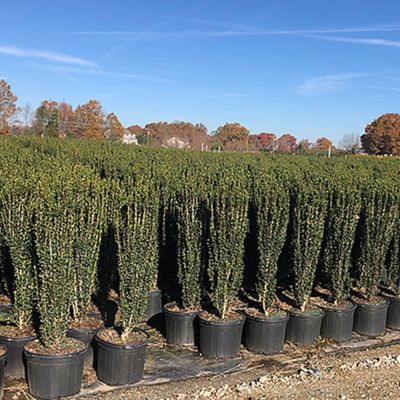 Image showing  2.25 gal. Potted Holly Sky Pencil