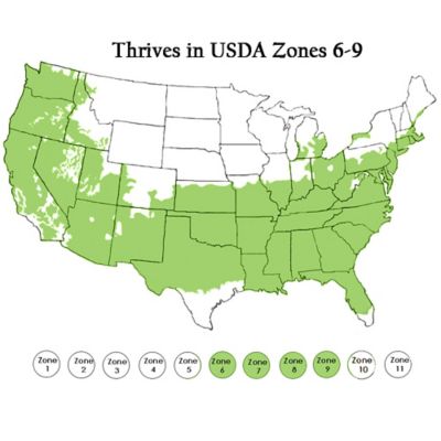 Image showing  2.25 gal. Potted Holly Sky Pencil