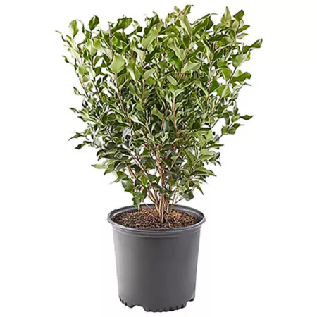 2.25 gallons Ligustrum plant in pot Bushes