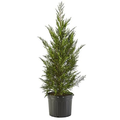 2.25 gal. Potted Leyland Cypress