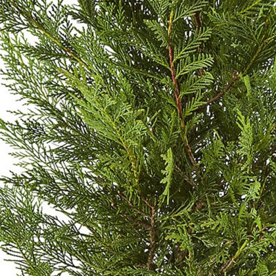 Image showing  2.25 gal. Potted Green Leyland Cypress Bush