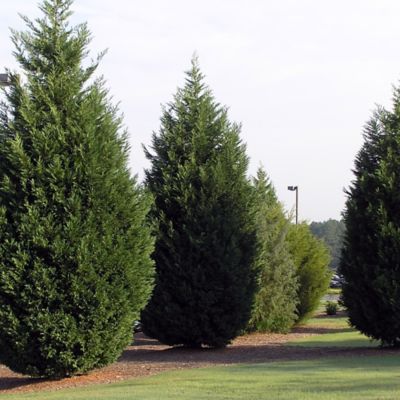 Image showing  2.25 gal. Potted Green Leyland Cypress Bush