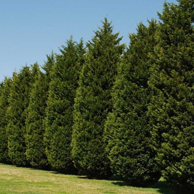 Image showing  2.25 gal. Potted Green Leyland Cypress Bush