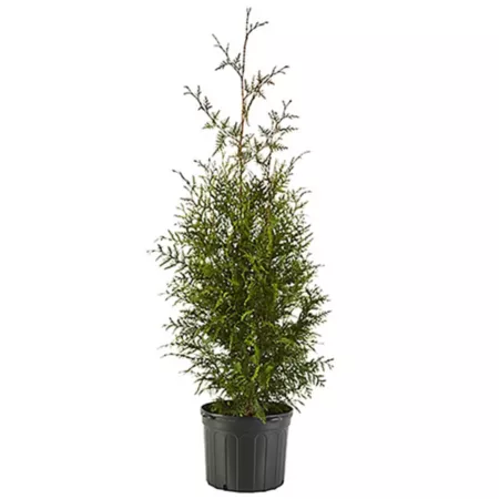 2.25 gallons Arborvitae plant in pot Bushes