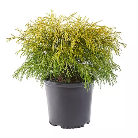 2.25 gallons Potted Golden Mop Shrub Bushes